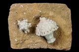 Fossil Crinoid (Uperocrinus & Actinocrinus) Plate - Missouri #156778-1